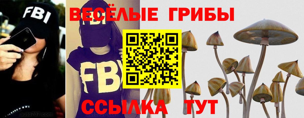 Георгиевск  Галлюциногенные грибы Psilocybine cubensis  Вход с VPN 